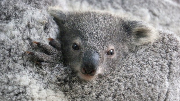 After he successfully mated with two females, the zoo is celebrating producing its first baby koalas in 15 years.