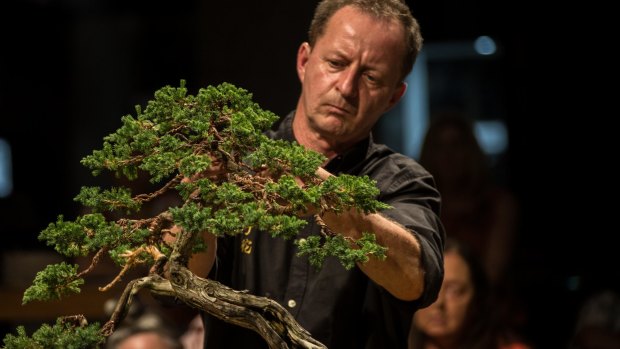 Czech bonsai expert Pavel Slovak concentrates on his work.