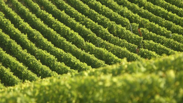 Rising temperatures are bringing forward grape harvests in some regions of France 