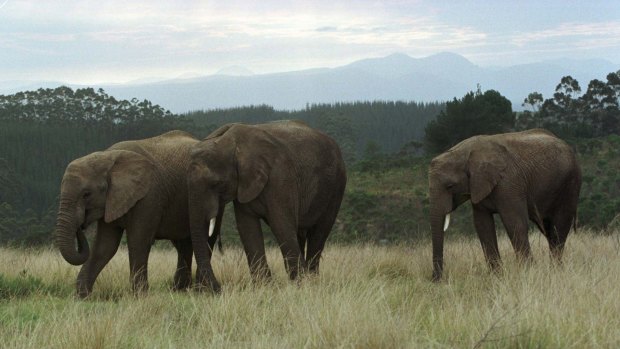 Orphaned elephants rescued from a cull in the country's Kruger National Park roam the Knysna Elephant Park