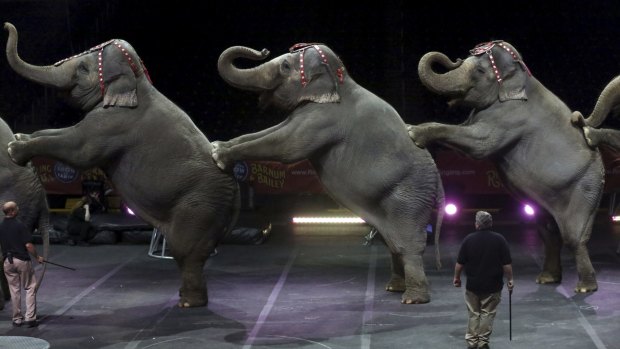 A rehearsal with elephants before a Ringling Bros. and Barnum & Bailey Circus show in New York in 2013.