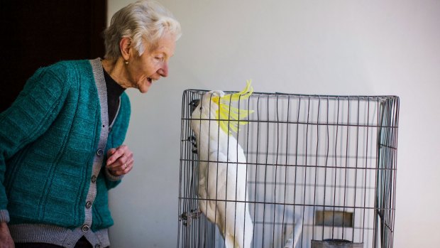Mari Busato still speaks  with the accent of the people from Vicenza. As does her 32-year-old sulphur-crested cockatoo, known as Cocky.