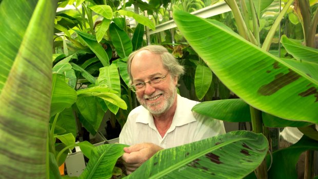 Distinguished Professor James Dale worked out of labs at QUT and on far north Queensland farms to develop the golden banana.