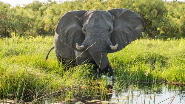 Elephant walks in the Okavango Delta, Botswana.