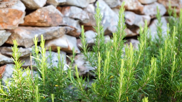 Rosemary: a favourite "dry" herb that loves sunshine.