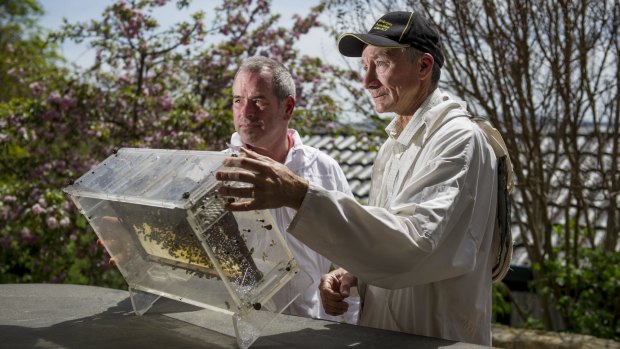 Beekeeper Ian Crabb  re-homing a bee swarm with newcomer Kevin Wode (left).