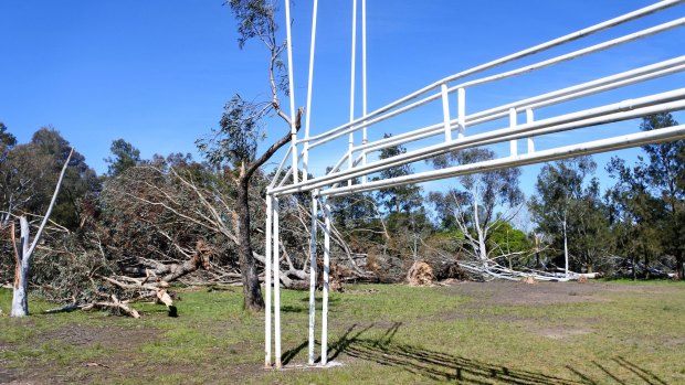Strong winds brought trees crashing down in Canberra on Tuesday. More than 30 trees at Aranda Oval were toppled by the galeforce winds.