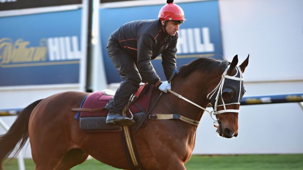 Staying the course: Vlad Duric rides Mourinho during a Moonee Valley trackwork session.