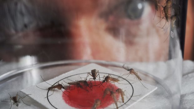 Dr Cameron Webb has developed a new technique for identifying Ross River virus from the saliva of mosquitoes.