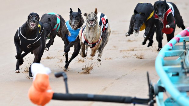 The NSW government plans to end greyhound racing in 2017.