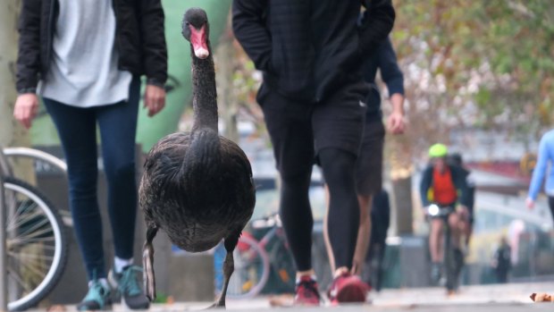 A power-walking black swan on Melbourne's South Bank.