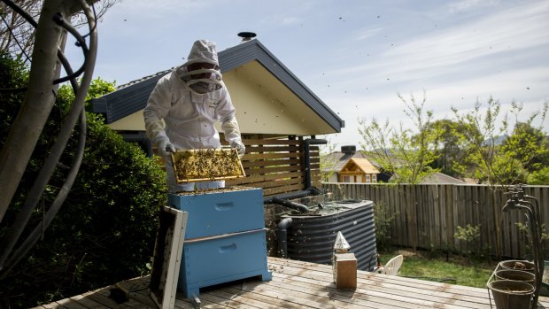 Beekeeper Kevin Wode re-homing a swarm with newcomers to beekeeping in the ACT.