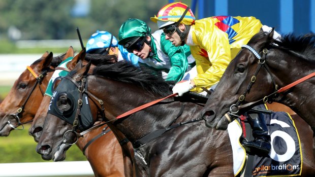 Tight: Noel Callow (yellow) rides Hattori Hanzo to victory the Phar Lap Stakes at Rosehill on Saturday.