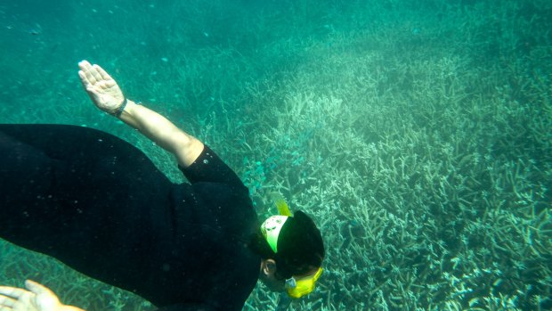 Bleaching of coral on the Great Barrier Reef has been called a "climate change wake-up call" by the Queensland Environment Minister.