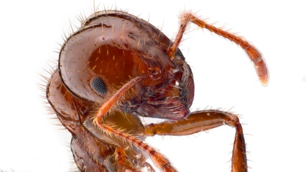 Portrait of a red imported fire ant, Solenopsis invicta. 