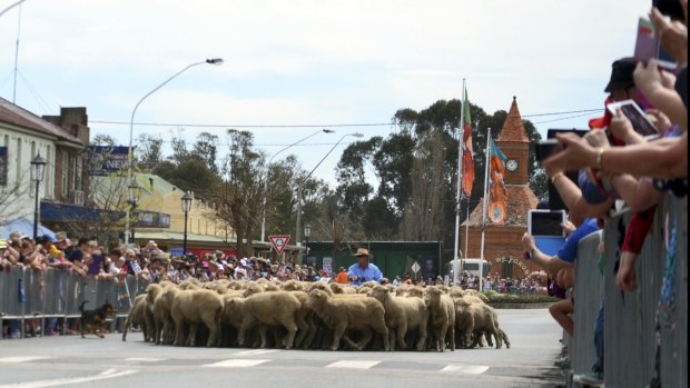 Sheep stop at a pedestrian crossing on Boorowa's main street during the town's annual Running of the Sheep. 