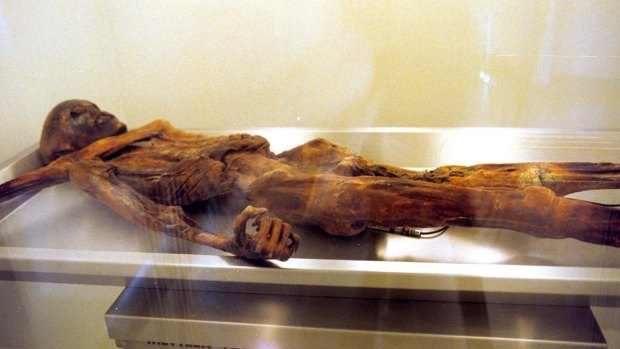 The 5300-year-old mummy known as Otzi lies in his freezer in the South Tyrol Museum of Archaeology in Bolzano, Italy.