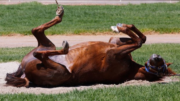 Rock’n’roll: Popular stayer Red Cadeaux takes the chance to stretch out in the sandpit after arriving at Werribee on Saturday. 