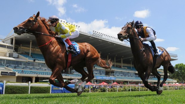 In great shape: Criterion has drawn a wide gate for the International Cup in Hong Kong.