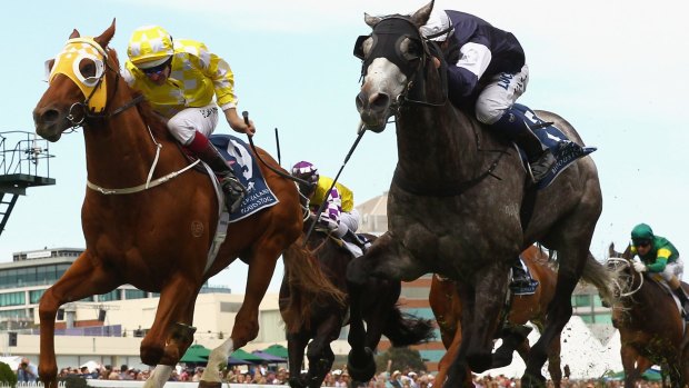 In the bloodlines: Fawkner, at right, is favourite for the Cox Plate after winning the Caulfield Stakes from Criterion.