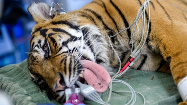Sumatran tiger, Binjai, has found a new home at the Melbourne Zoo as part of a weeks-long process of relocating the big cats while the building of a new enclosure gets underway.
