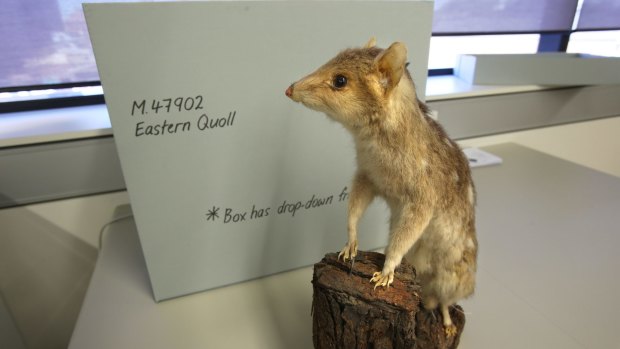 The specimen was recently handed over to the National Parks and Wildlife Service in Gloucester by a local resident.