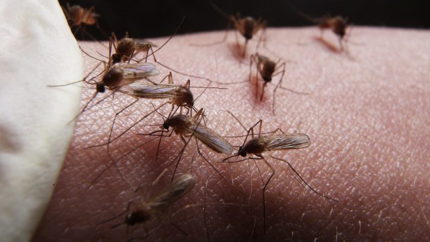  Westmead Hospital's Department of Entomology is researching the impact of expanding Australian cities on mosquito populations. 
