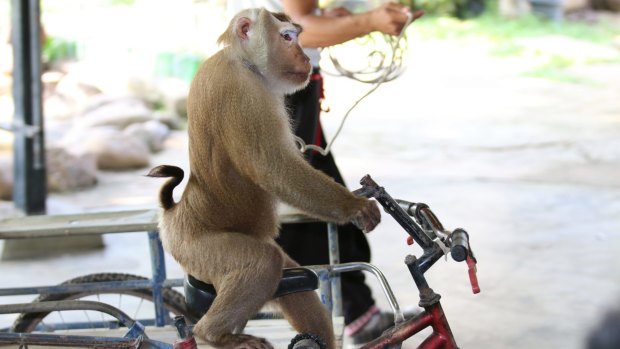 Monkey performances are among the cruellest wildlife attractions, a report says.