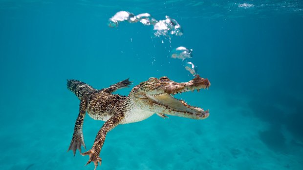 A crocodile was spotted off Mission Beach.