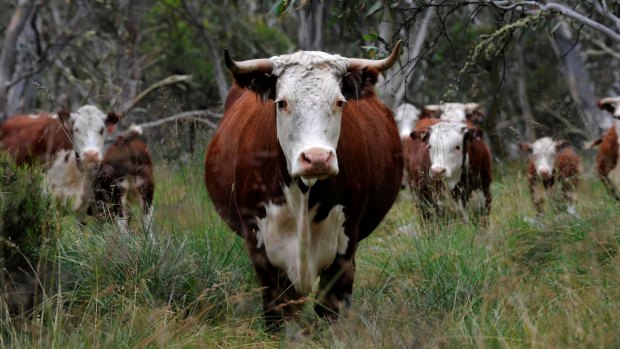 To graze or not to graze: Should cattle be allowed in Alpine National Park?