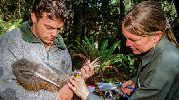 Phil Tisch Tansy Bliss Department Conservation Kiwi Recovery team affixing radio transmitter.