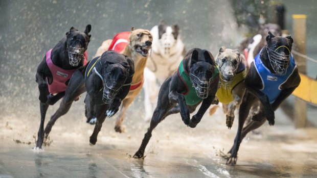 Tabcorp is predicting a lot of the money currently being bet on the dogs will migrate to "other wagering product".