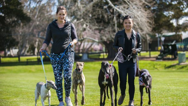 Jodi Finn and Victoria Zhong arepair is among several friends who will take part in this year's event to raise money for Greyhound Rescue.
