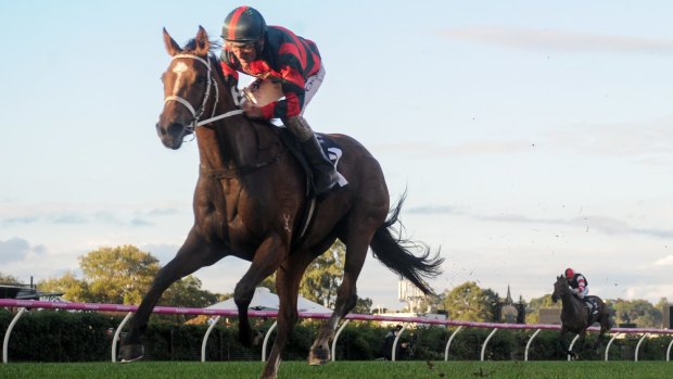 Oakls favourite: Egg Tart is out to make it six in a row in the Queensland Oaks on Saturday.