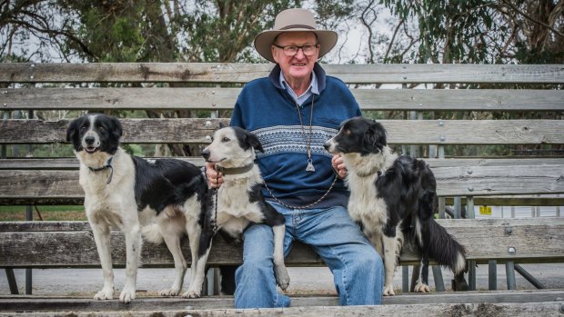 President and competitor Charlie Cover and his dogs, Jock, Libby and Queen at the 75th National Sheepdog Championship's held in Hall. 