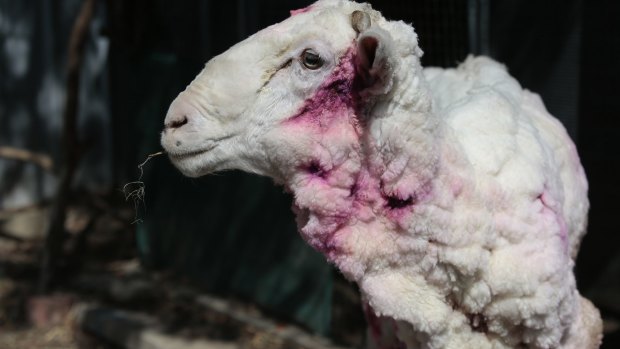 'Chris the sheep' is recovering well at the RSPCA and is rocking his new pink hairdo from his daily antiseptic spray.
 
