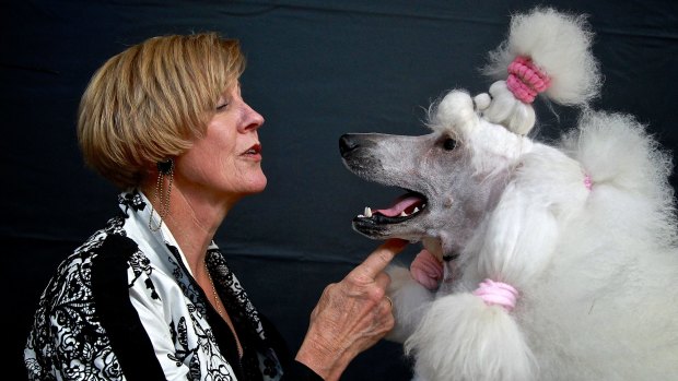 Top spot: Lorraine Boyd with newcomer Carla, who took out best female standard poodle.
