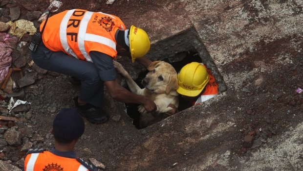 Rescue workers along with their sniffer dog come out after searching for survivors amid the debris of a residential building that collapsed in Bhiwandi, Mumbai, India.