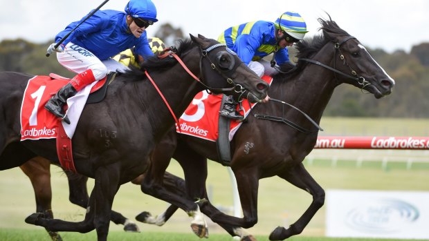 Big and raw: Ruthven on the inside is challenged by Morton's Fork in the Sandown Guineas.
