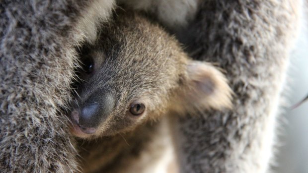 Taking shelter: the joey peeks out from her mother's pouch.