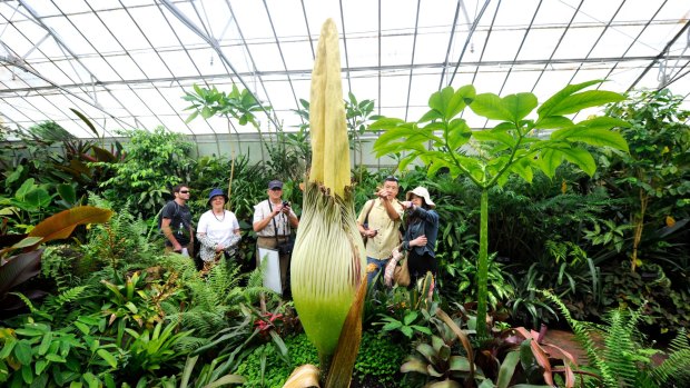 A Titan Arum, otherwise known as the corpse flower, like the one that may bloom in Cairns shortly.