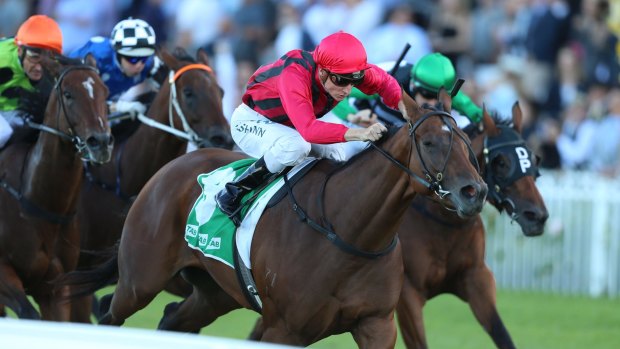High class: Sultry Feeling will be chasing group 1 glory on Saturday.
