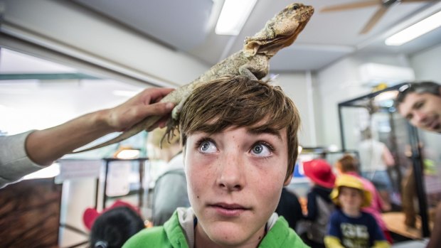 Noah Langshaw, 12, handles a frilled neck lizard at the Snakes Alive school holiday program.