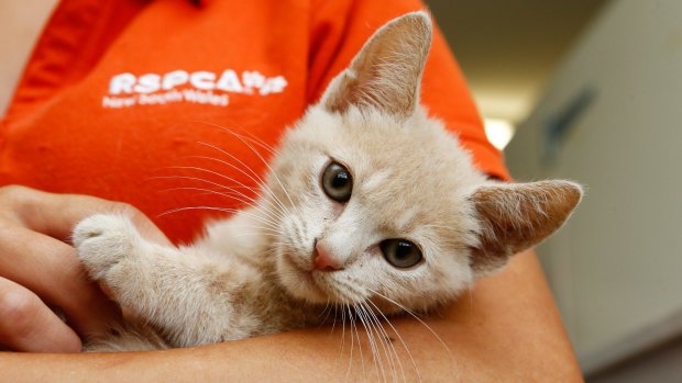 A kitten for adoption at the RSPCA in Sydney.