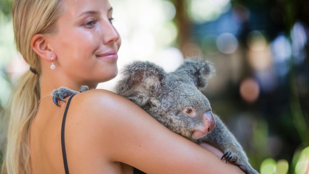 A tourist holds a koala on Magnetic Island, Queensland.