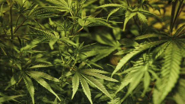 Police have seized cannabis worth more than $2 million in a raid.