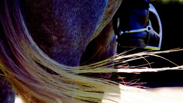 A valuable dressage horse has perished in a Central Queensland stable fire.