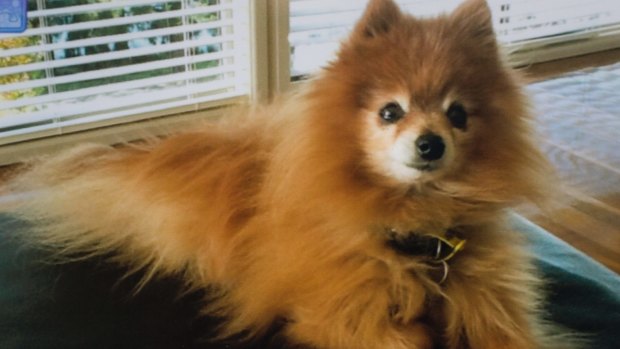 Peter and Maree Toscan's 13-year-old Pomeranian was killed after being savaged by three large dogs on a public footpath. 