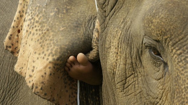 The foot of a mahout guides an elephant during an elephant polo match in Bangkok. The annual King's Cup Elephant Polo charity event raises funds for projects that better the lives of Thailand's wild and domesticated elephant population. 