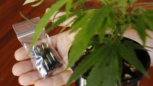 Queensland's medicinal cannabis trial will likely be held at the Lady Cilento Children's Hospital.